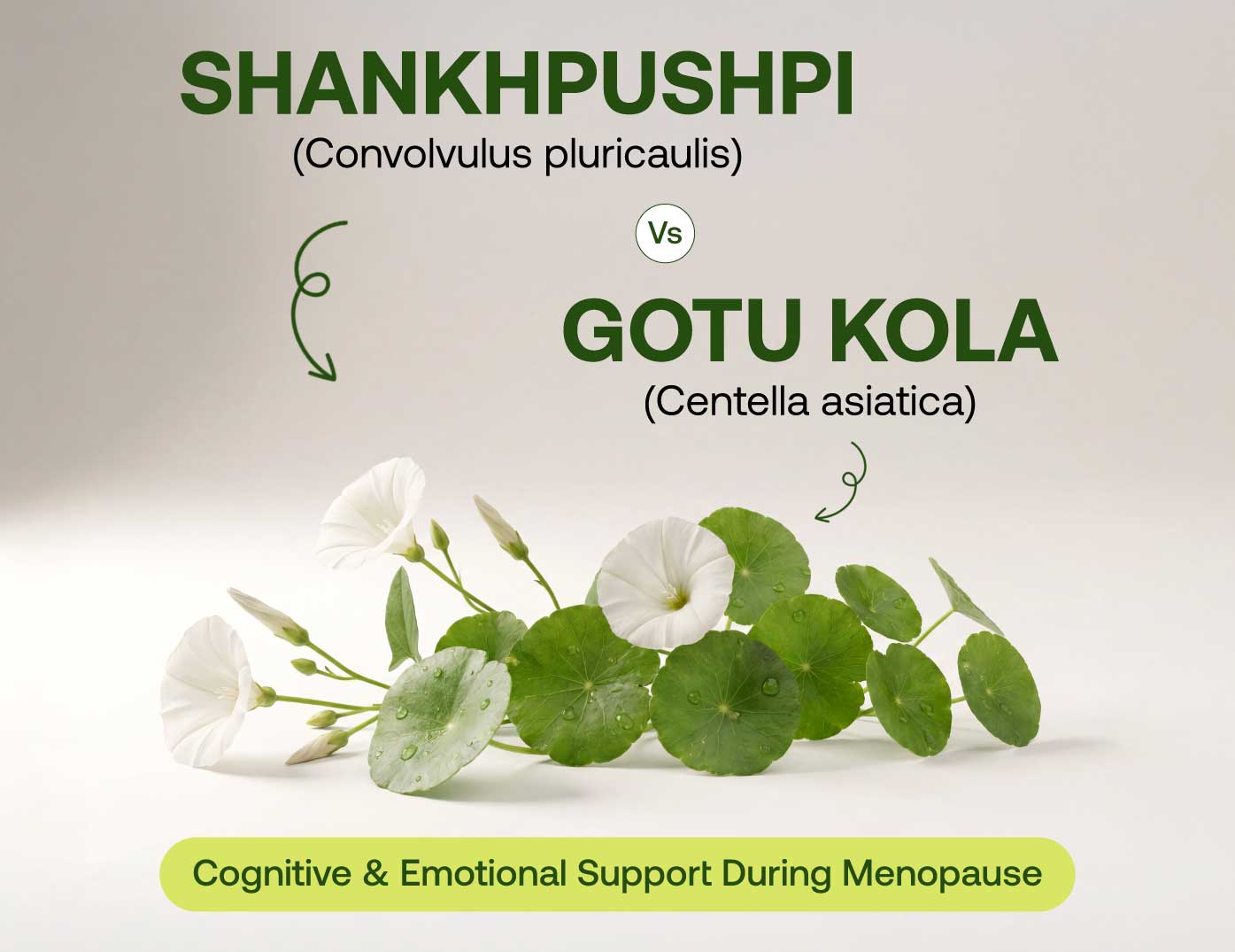 Shankhpushpi vs gotu kola