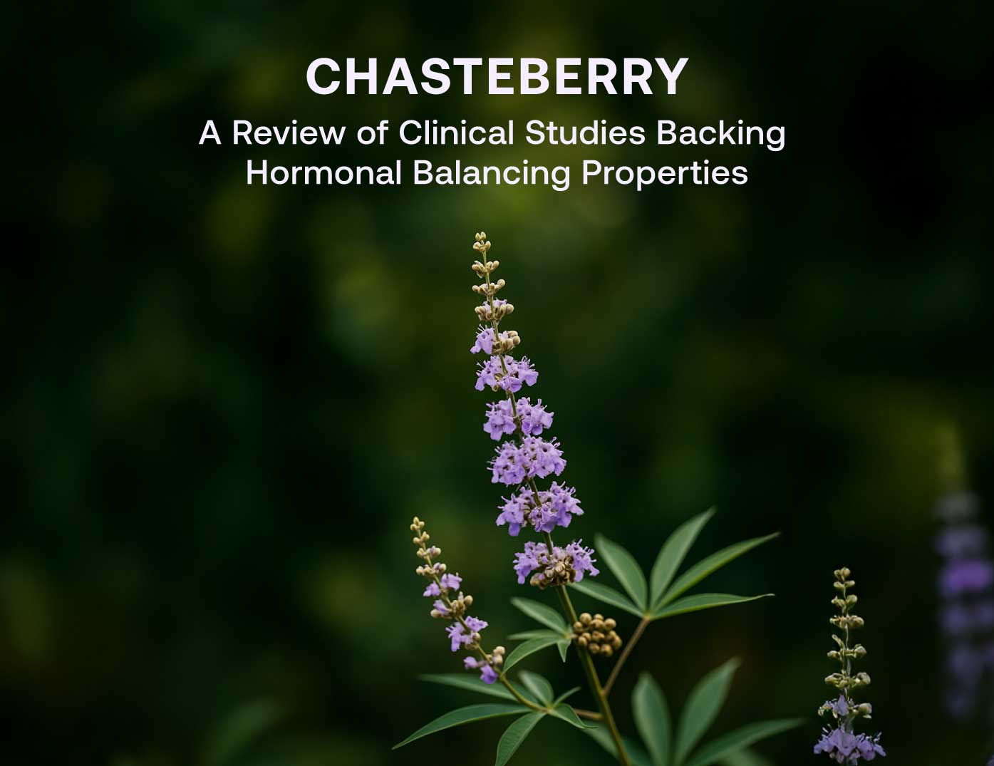 chasteberry
