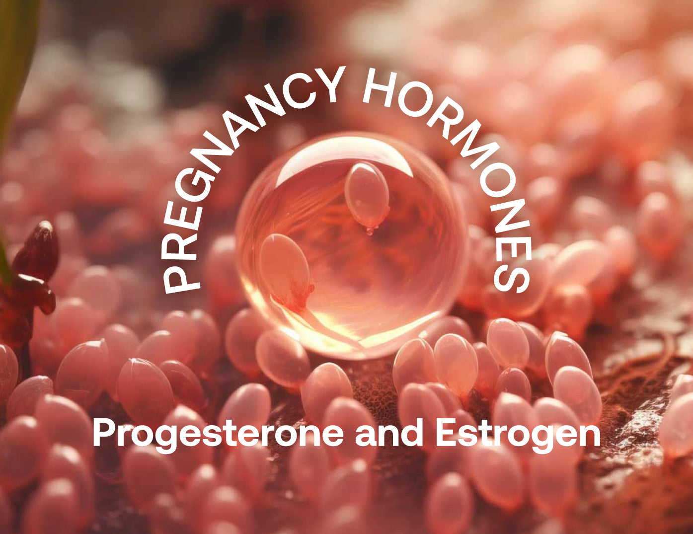 Understanding Progesterone and Estrogen: Key Hormones for Fertility and Pregnancy