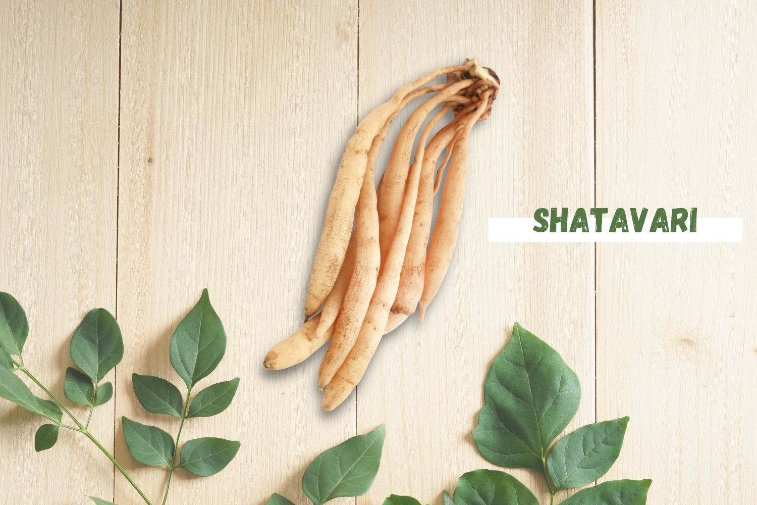 Shatavari benefits for Women