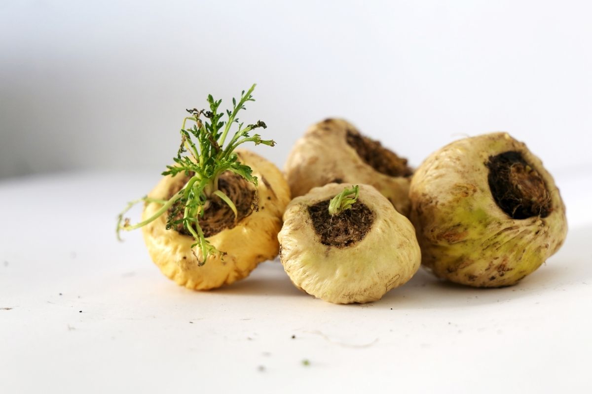 Maca Root for Fertility